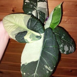 Alocasia Maharani Albo variegated