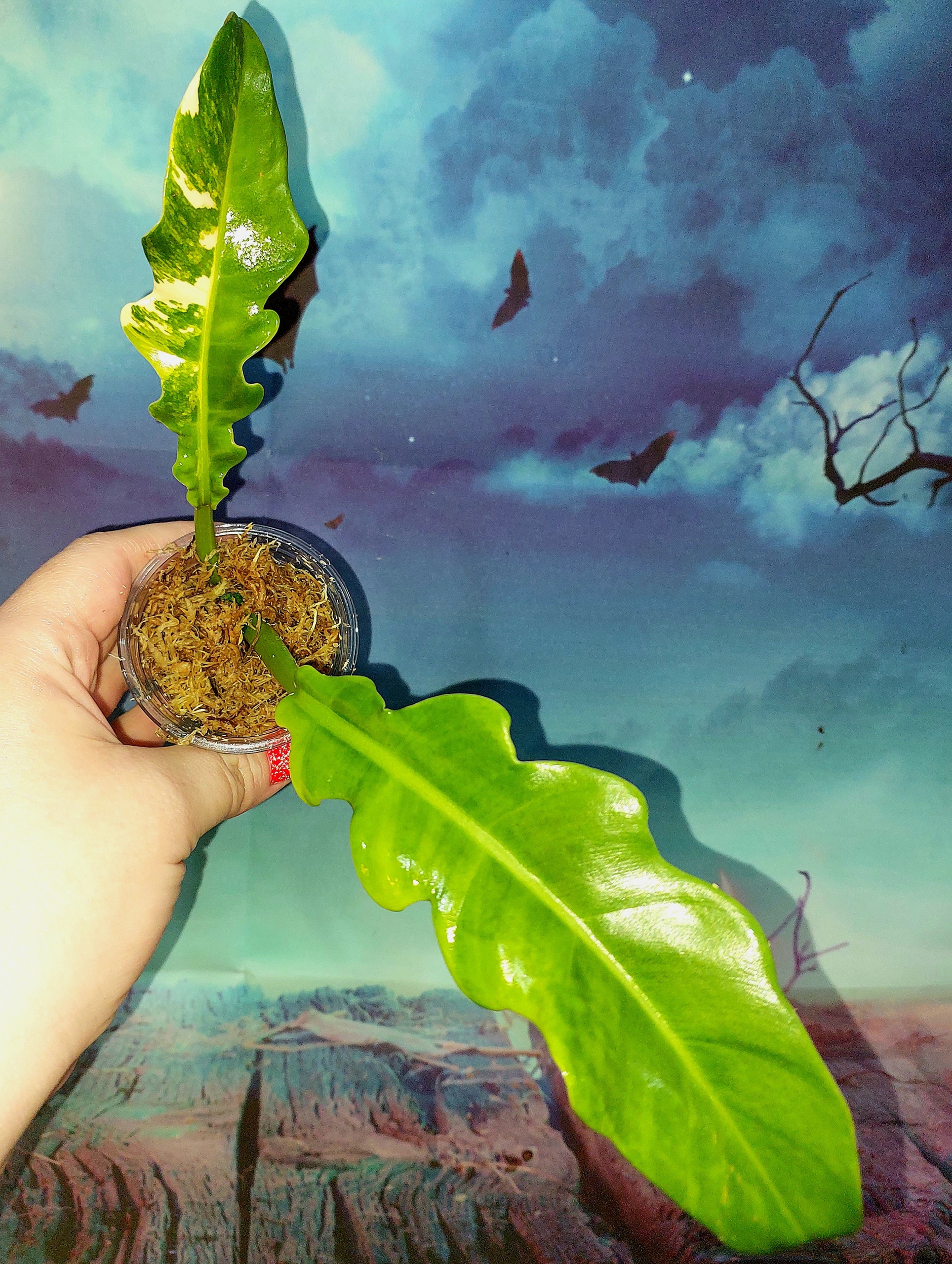 Philodendron Jungle Boogie Variegated
