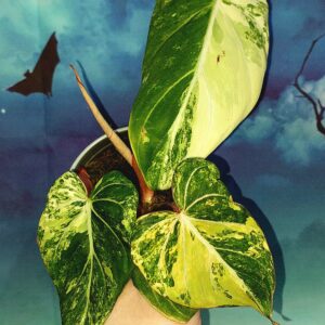 Philodendron Gloriosum variegated