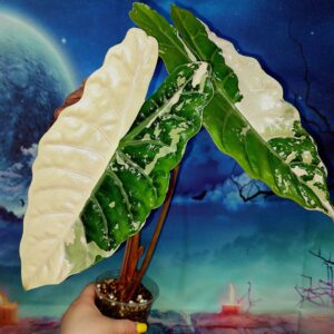 Alocasia Chantrieri variegated