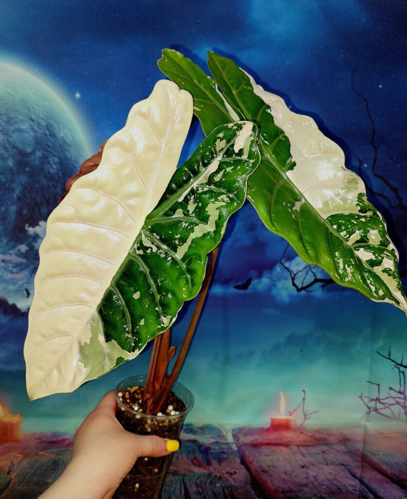 Alocasia Chantrieri variegated