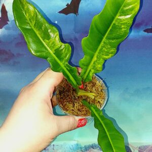 Philodendron Jungle Boogie Variegated