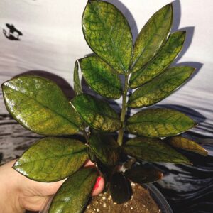 Zamioculcas Black Akebono Yellow