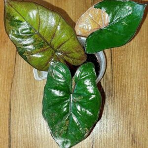 Alocasia Plumbea Nigra Pink variegated