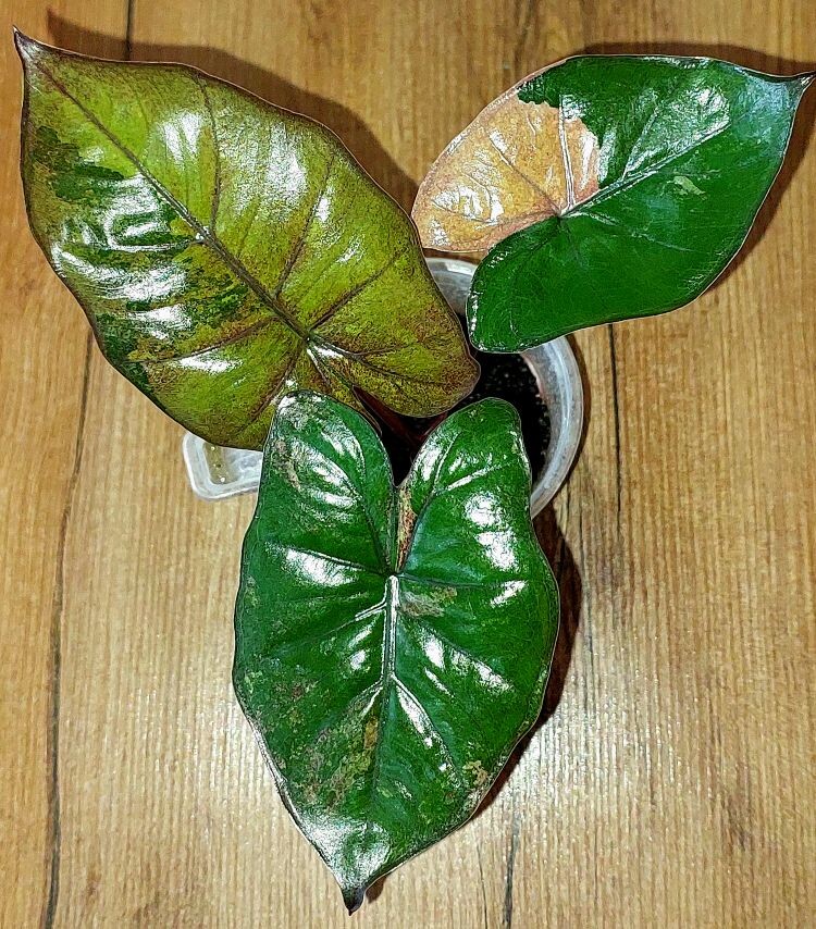Alocasia Plumbea Nigra Pink variegated