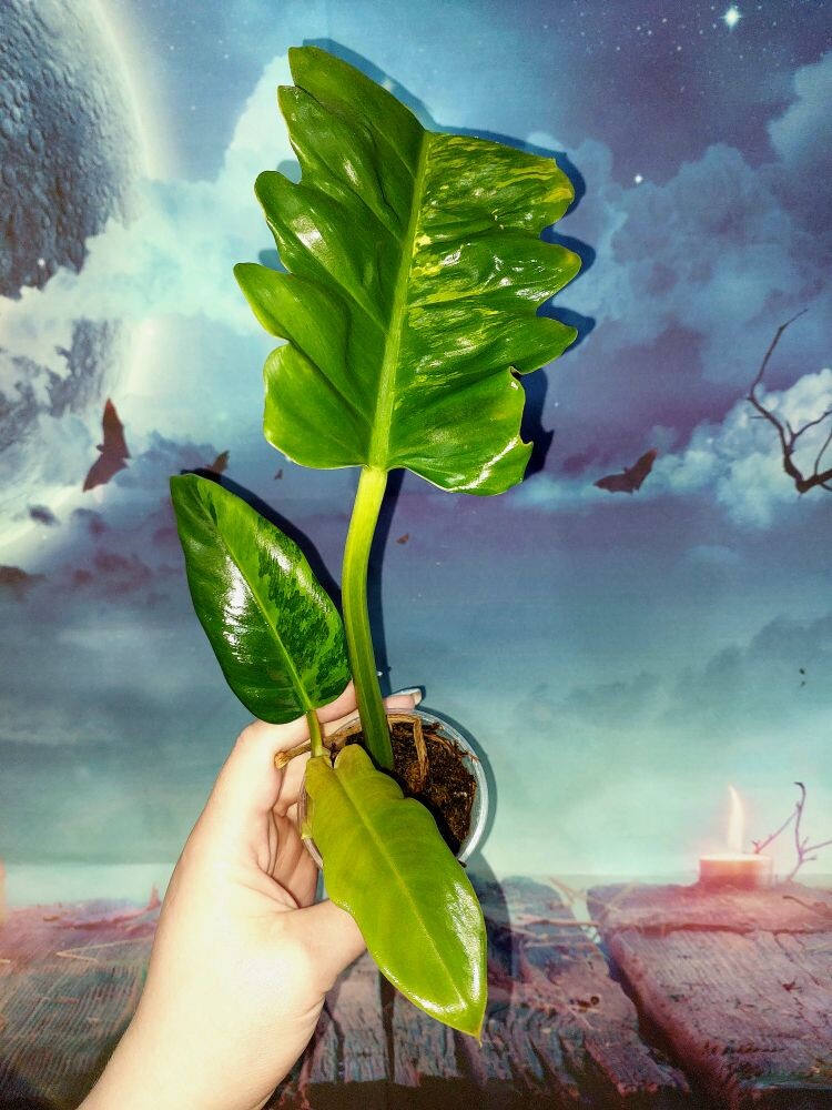 Philodendron Jungle Boogie Variegated