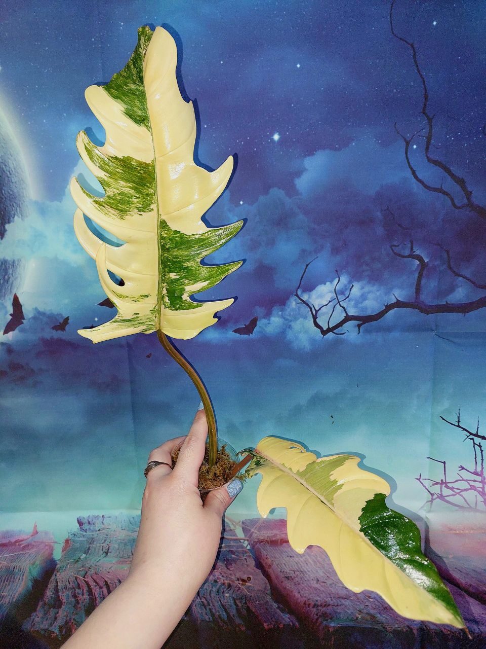 Philodendron Caramel Marble