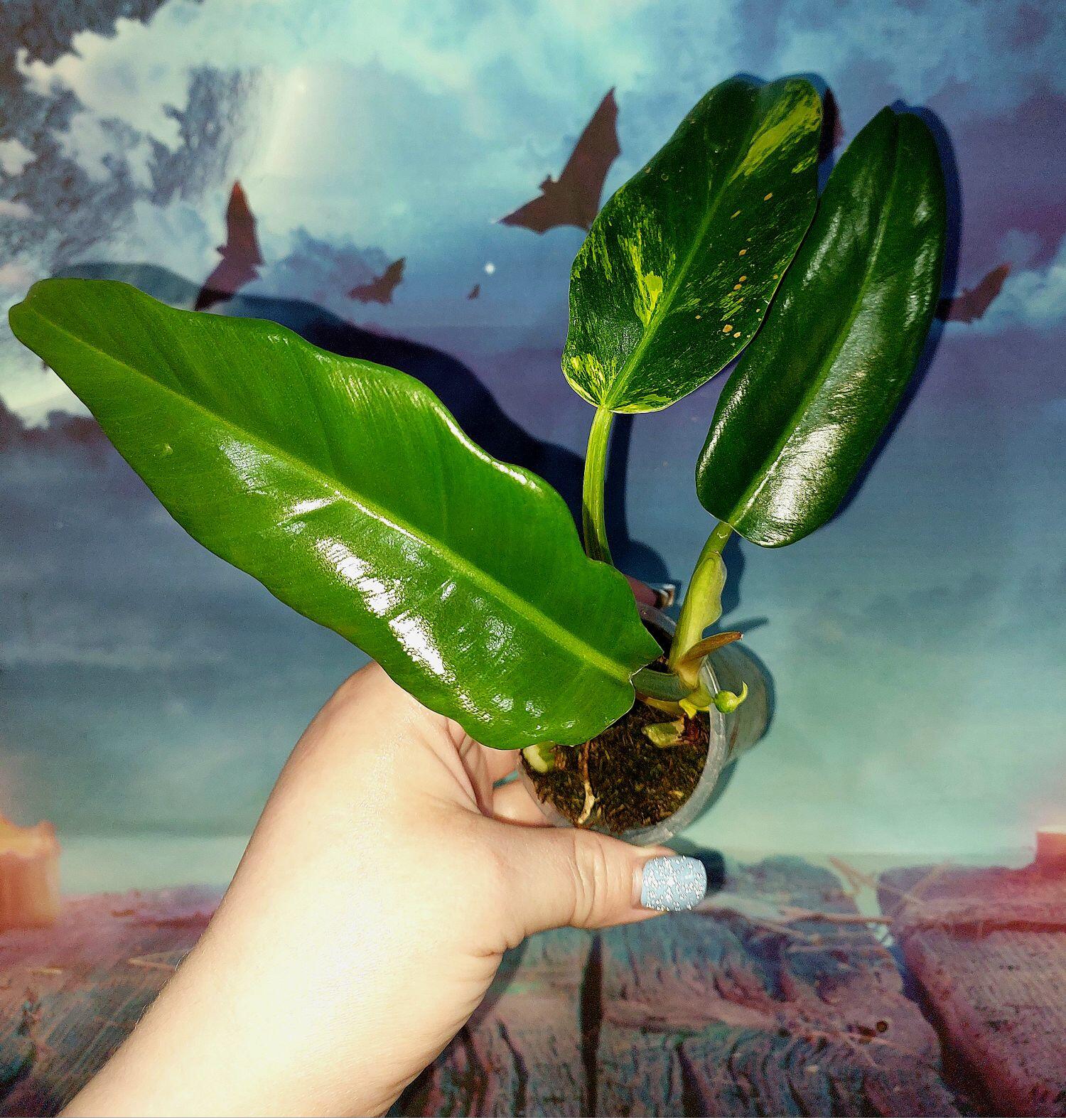 Philodendron Jungle Boogie Variegated