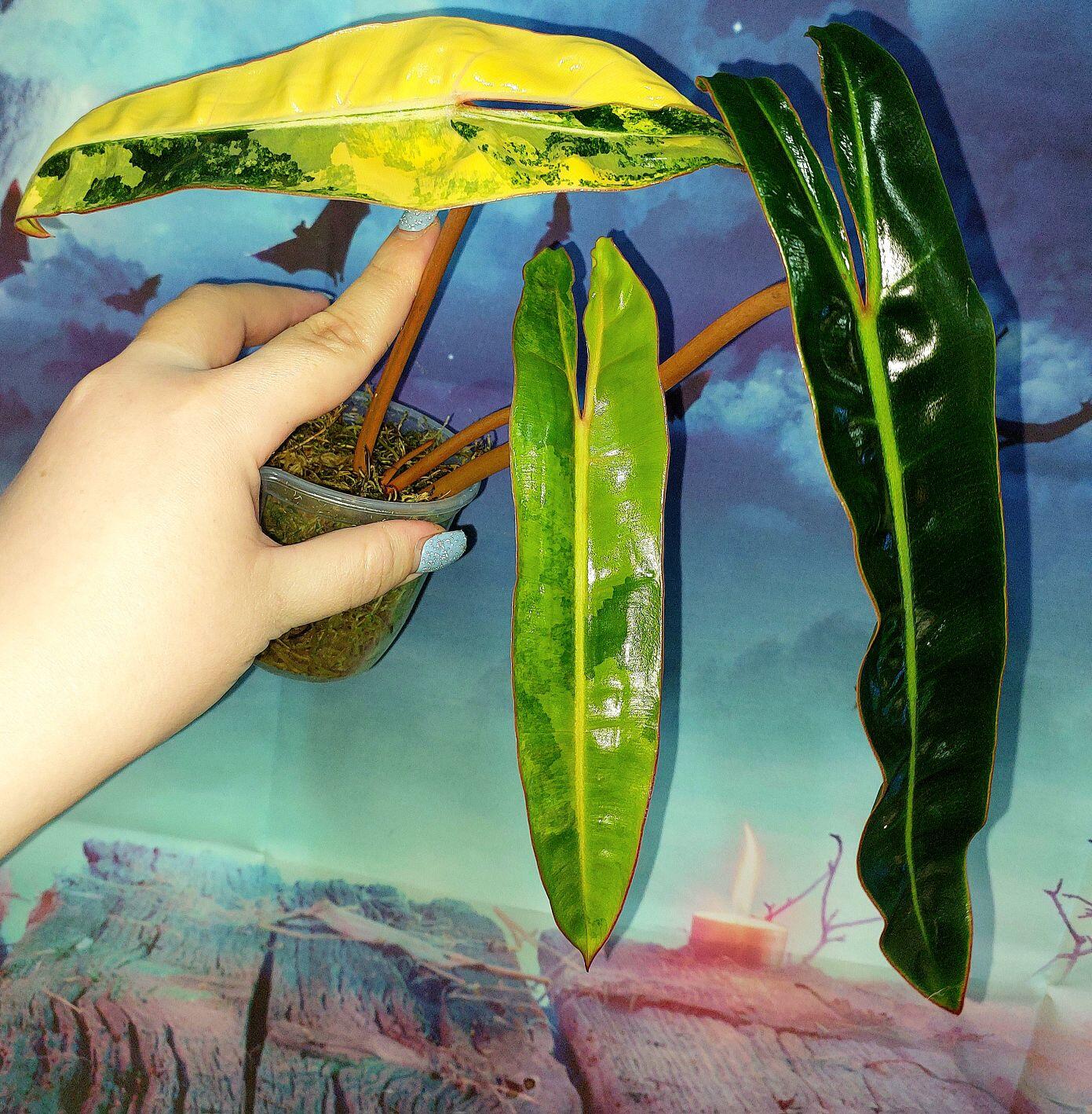Philodendron Billietiae Variegated
