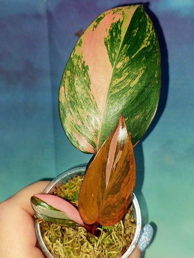 Philodendron Princess of Fire