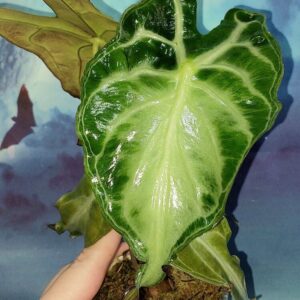 Alocasia Venom