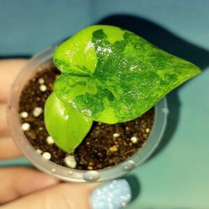Alocasia Melo Yellow Variegated