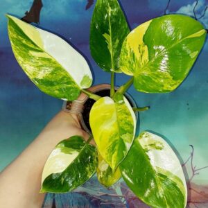 Philodendron Yellow Princess tricolour
