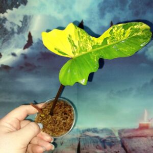 Philodendron Florida x Mayoi variegated