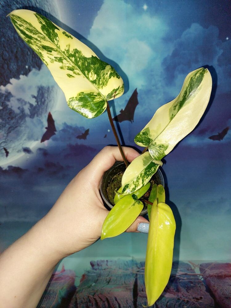 Philodendron Florida x Mayoi variegated