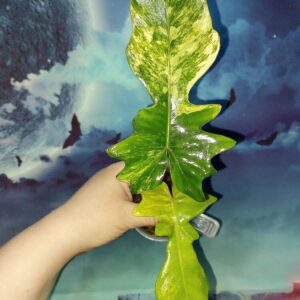 Philodendron Florida x Mayoi variegated