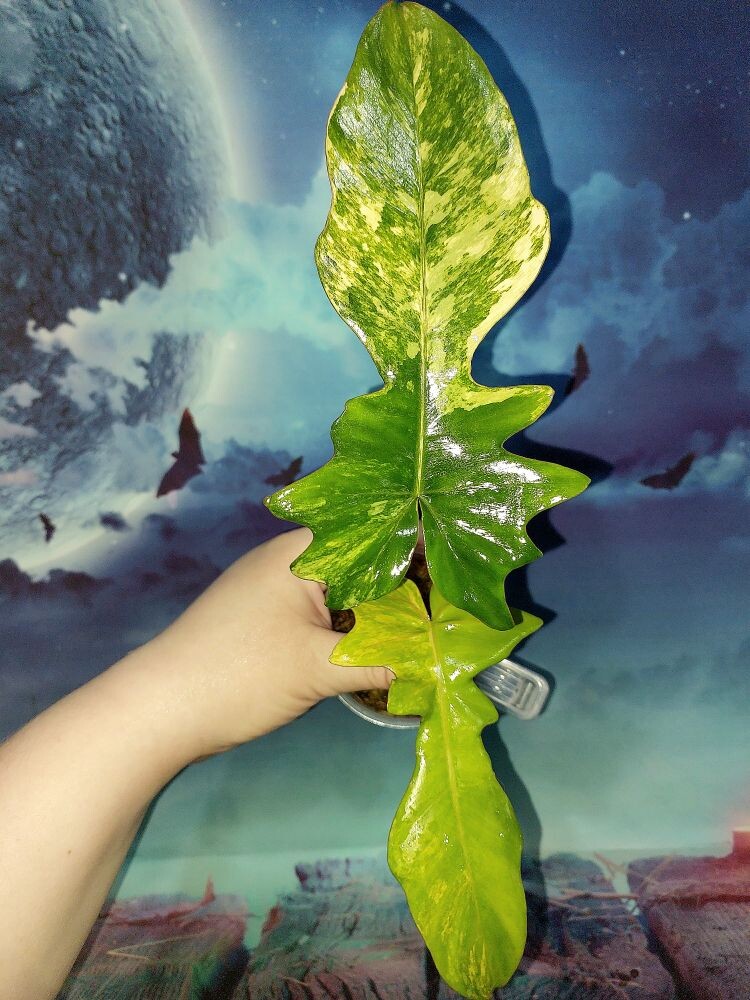 Philodendron Florida x Mayoi variegated