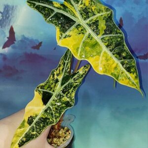 Alocasia Sanderiana Bull Aurea