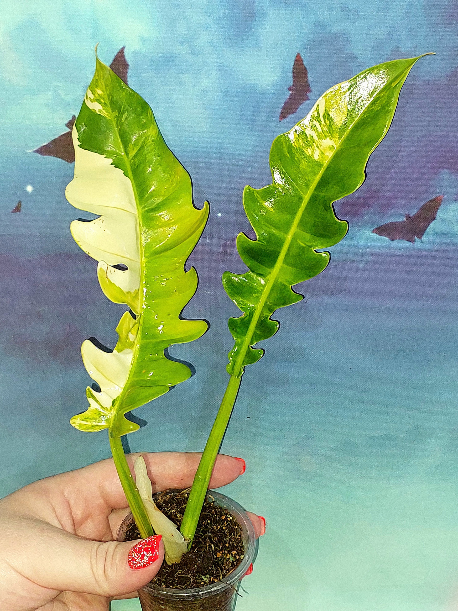 Philodendron Jungle Boogie Variegated