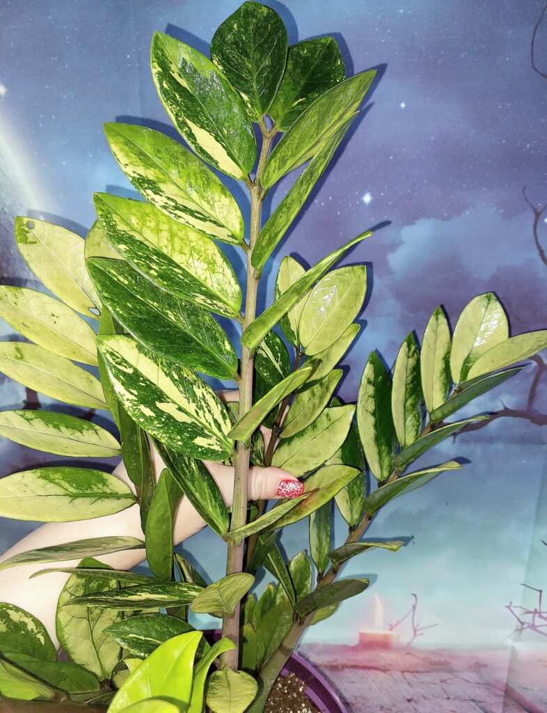 Zamioculcas Silver Green Mutation