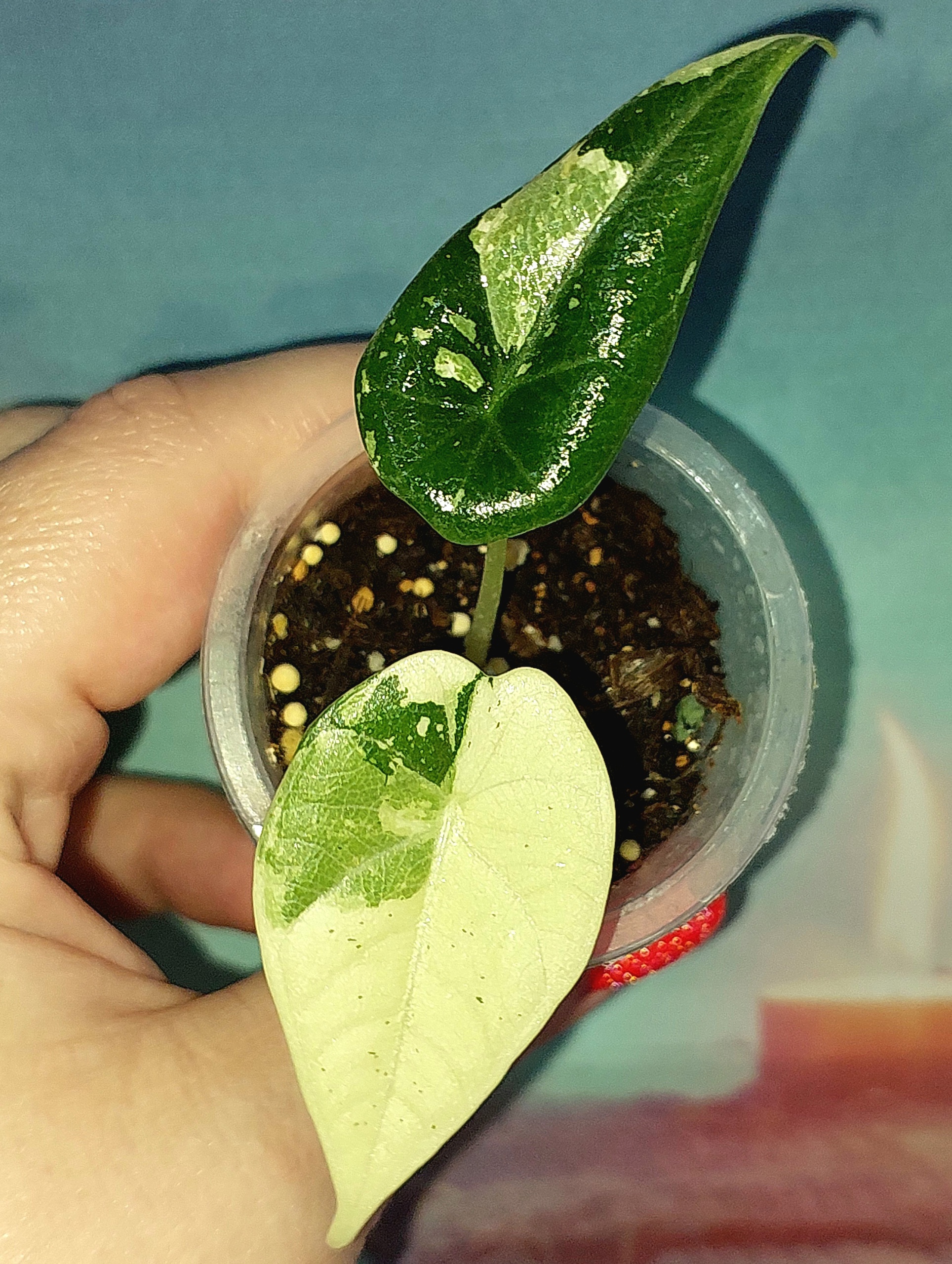 Alocasia Maharani Albo variegated