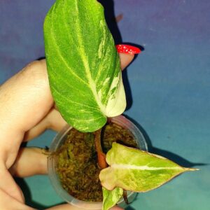 Philodendron Gloriosum variegated
