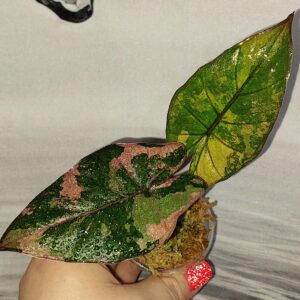 Alocasia Plumbea Nigra Pink variegated