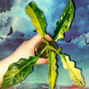 Philodendron Jungle Boogie Variegated