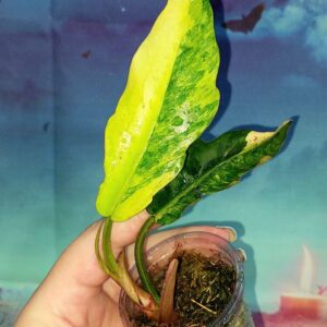 Philodendron Caramel Marble