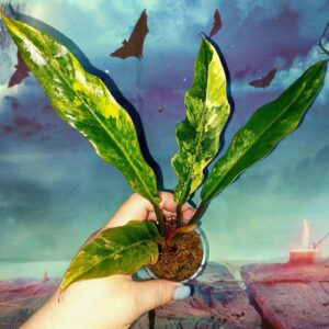 Philodendron Caramel Marble