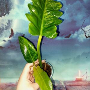 Philodendron Jungle Boogie Variegated