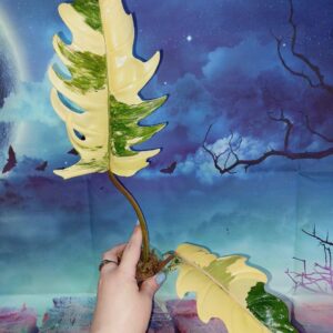 Philodendron Caramel Marble