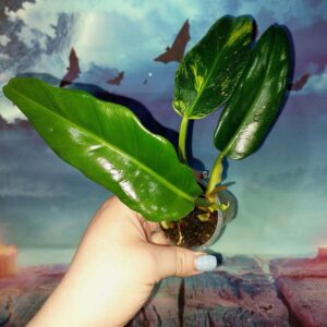 Philodendron Jungle Boogie Variegated