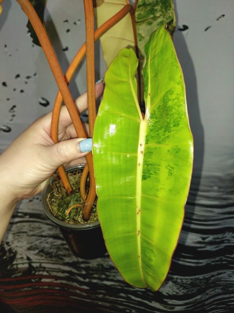 Philodendron Billietiae Variegated