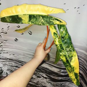 Philodendron Billietiae Variegated
