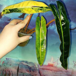 Philodendron Billietiae Variegated