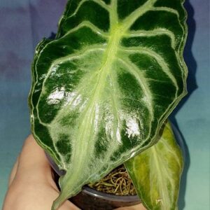 Alocasia Venom