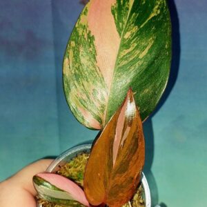 Philodendron Princess of Fire