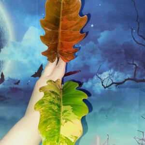 Philodendron Caramel Marble