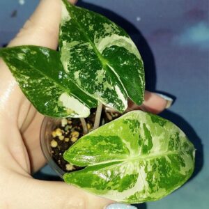 Alocasia Pink Dragon Alba Variegated