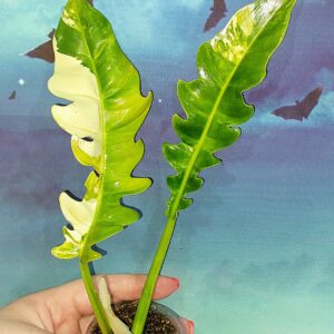 Philodendron Jungle Boogie Variegated