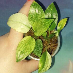 Philodendron Warszewiczii Variegated