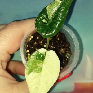Alocasia Maharani Albo variegated