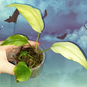 Philodendron Warszewiczii Mint