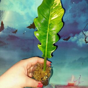 Philodendron Jungle Boogie Variegated