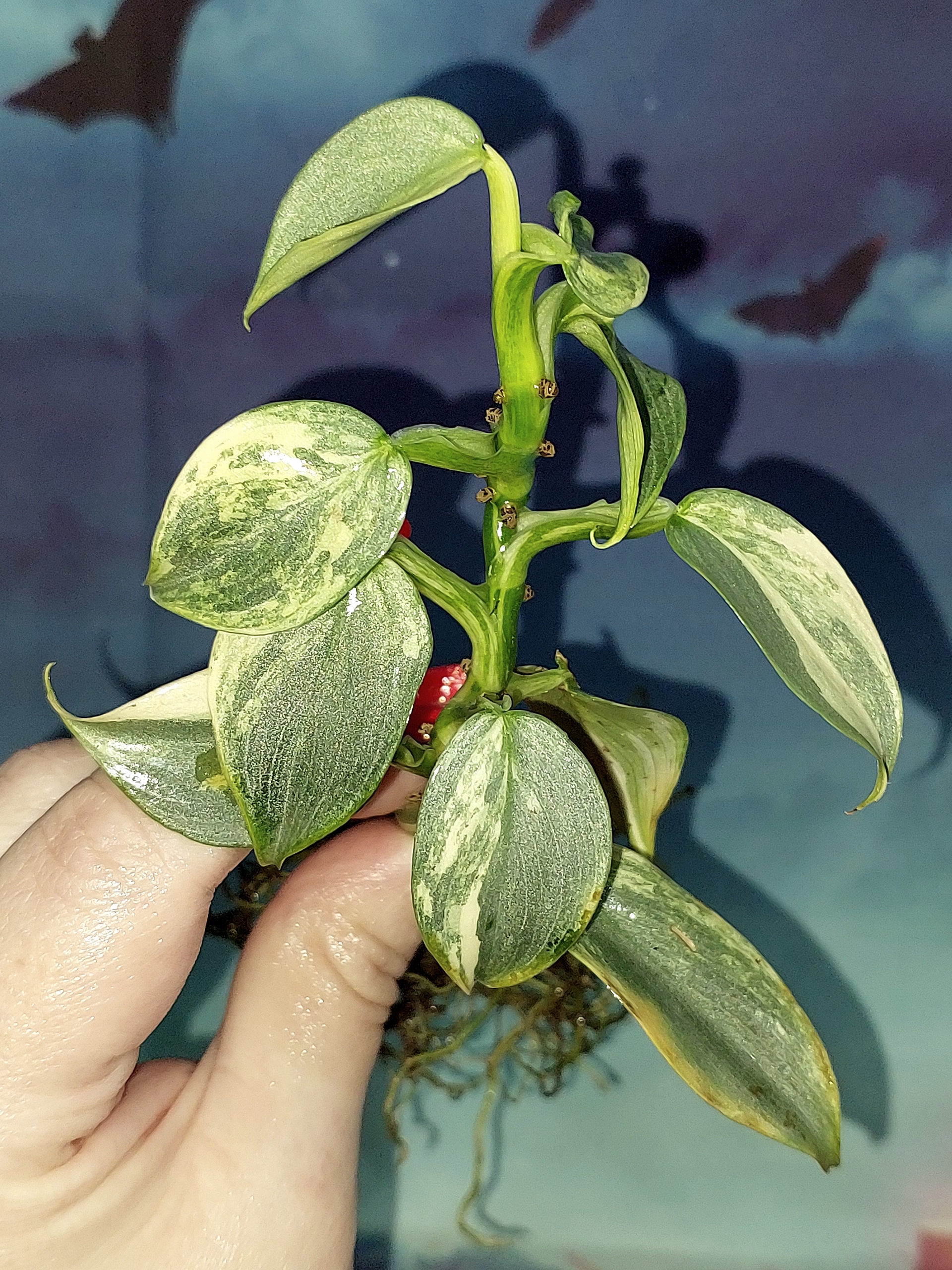 Philodendron hastatum Silver Sword variegata