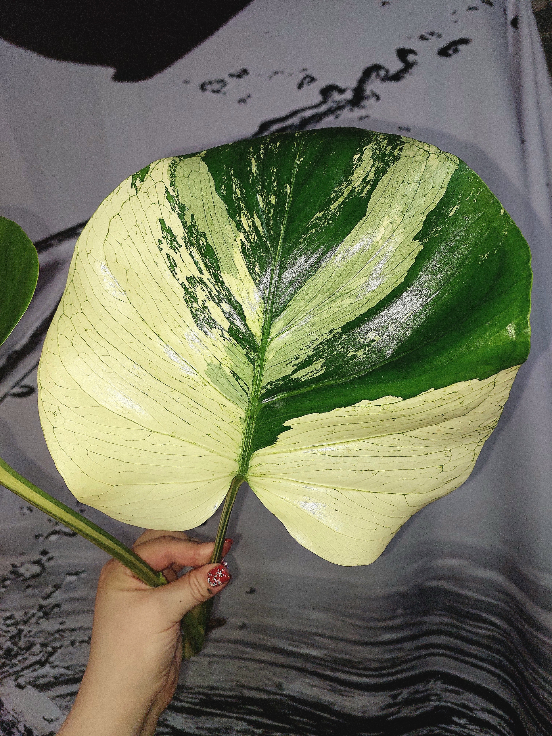 Monstera White Tears