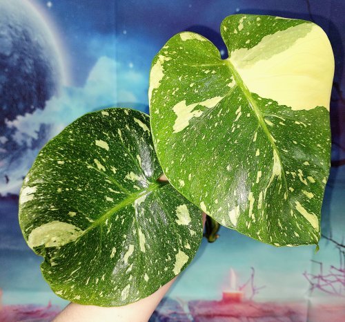 Monstera Thai Constellation