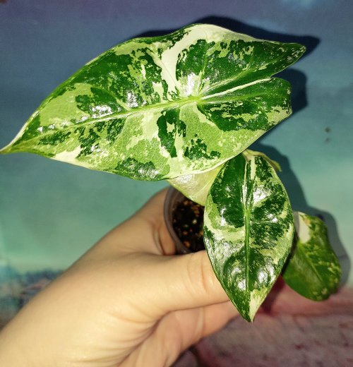 Alocasia Pink Dragon Alba Variegated