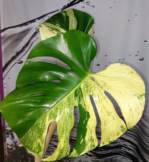 Monstera White Tears